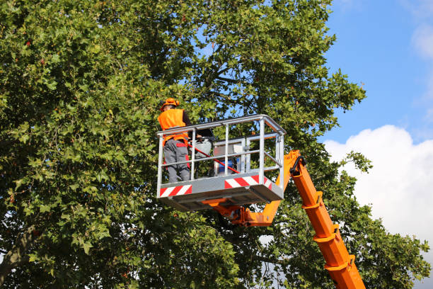 Trusted Checotah, OK Tree Service Experts